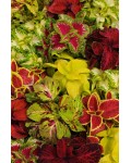 Колеус (однорічник)|Coleus